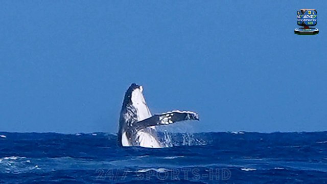 Incredible Moment 2024 Olympics Surfers are Photobombed by a WHALE During Tahiti Semifinal