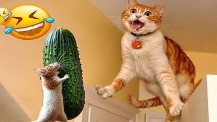 Funniest Cats And Dogs   New Cutest Animals video part -16