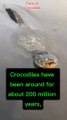 Amazing Facts of Crocodile
