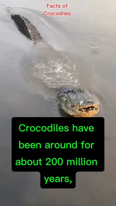 Amazing Facts of Crocodile