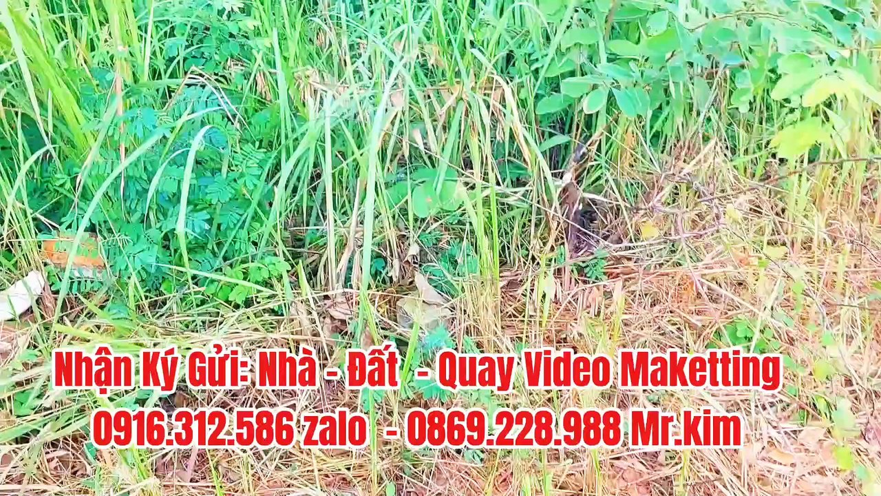 Đất Dầu Tiếng |Ngộp quá bán gấp lô đất Full thổ cư 5 x 24 Giá rẽ#573