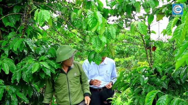 Phần 3 - Phòng trừ bệnh tuyến trùng trên cây Cà Phê