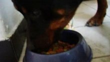 spike mange