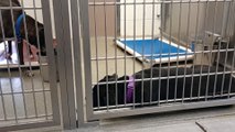 Twilight 2y A842571 kennel 214 harrys haven PACC shelter VID_20240804_142522619