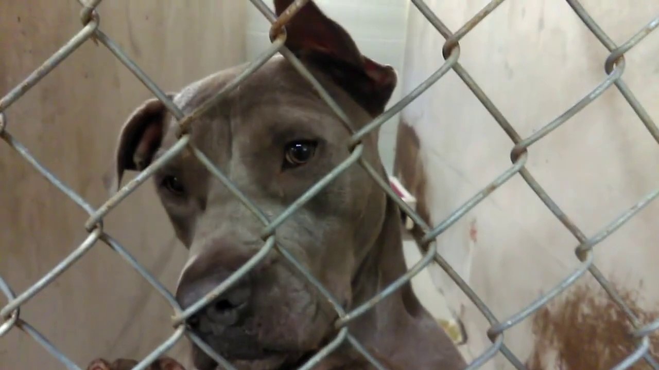 Old film❤️~5 Adoptable doggies @PACC shelter❤️Elizah Blue, Reese, Annika, Maggie Magnolia, Buford