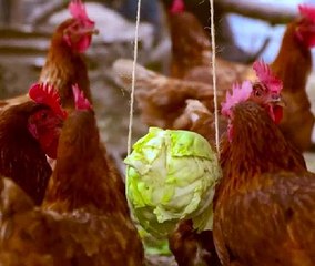 Hen-tastic ideas for your chicken farm!