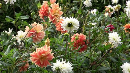 The Magic Garden of Good Deeds