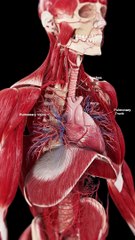 3d Heart and Diaphragm  #anatomy  #meded