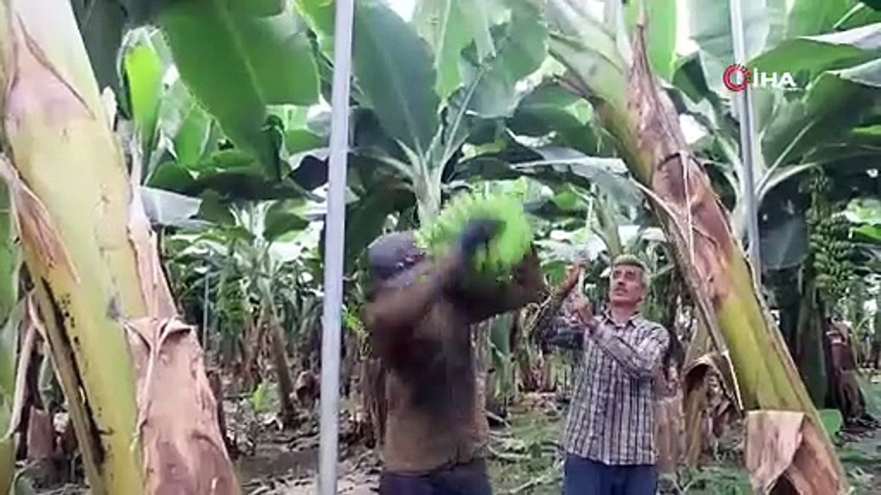 Gel de isyan etme: Serada 20 TL, markette 80 TL'ye satılıyor