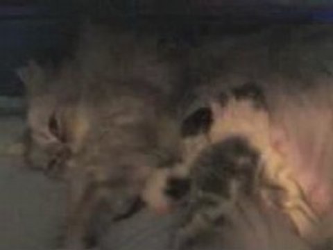 Bébés chats - 2ème jour - 2ème vidéo