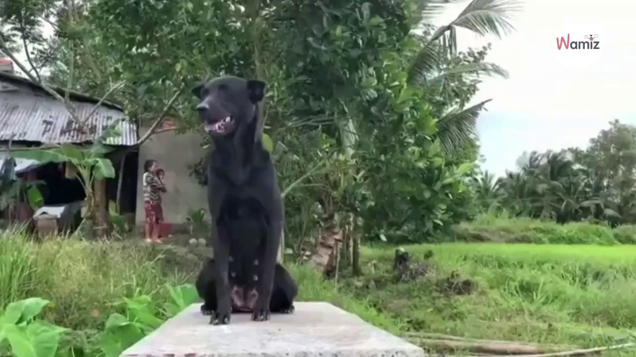 Im Garten liegt ein kleines Kind begraben: Als der Familienhund kommt, brechen alle Dämme