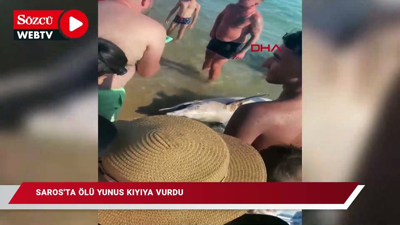 Saros’ta ölü yunus kıyıya vurdu
