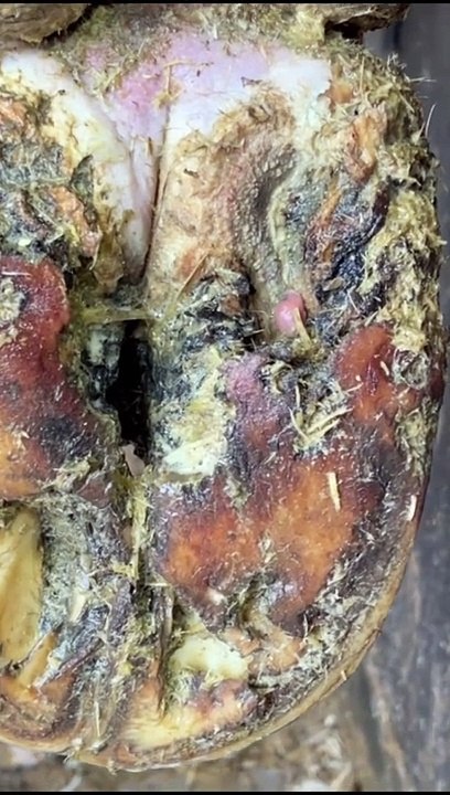 It was peeking out at me…#natethehoofguy #fyp #foryoupage #hooftrimming #hoofcleaning #hoofpicking #oddlysatisfying #hoofcare #hoofcareroutine #bedtime #naptime