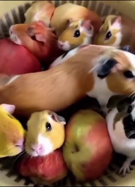 Apple Rabbits