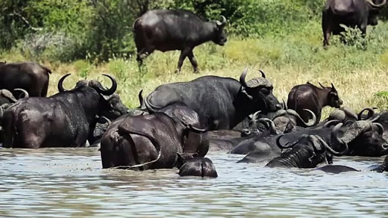Here are a couple of title ideas for a movie or TV show featuring "Jangal Cow":  - "Jangal Cow: Spirit of the Wilderness" - "The Untamed Journey of Jangal Cow"