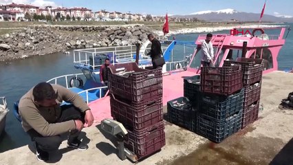 İnci kefali, 15 bin kişinin geçim kaynağı