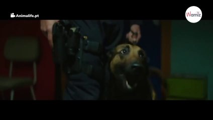 Schäferhund am Flughafen bellt laut: Reisender hat das schlimmste aller Verbrechen begangen