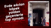 Evde sıkılan köpek yoldan geçen insanlarla top oynadı