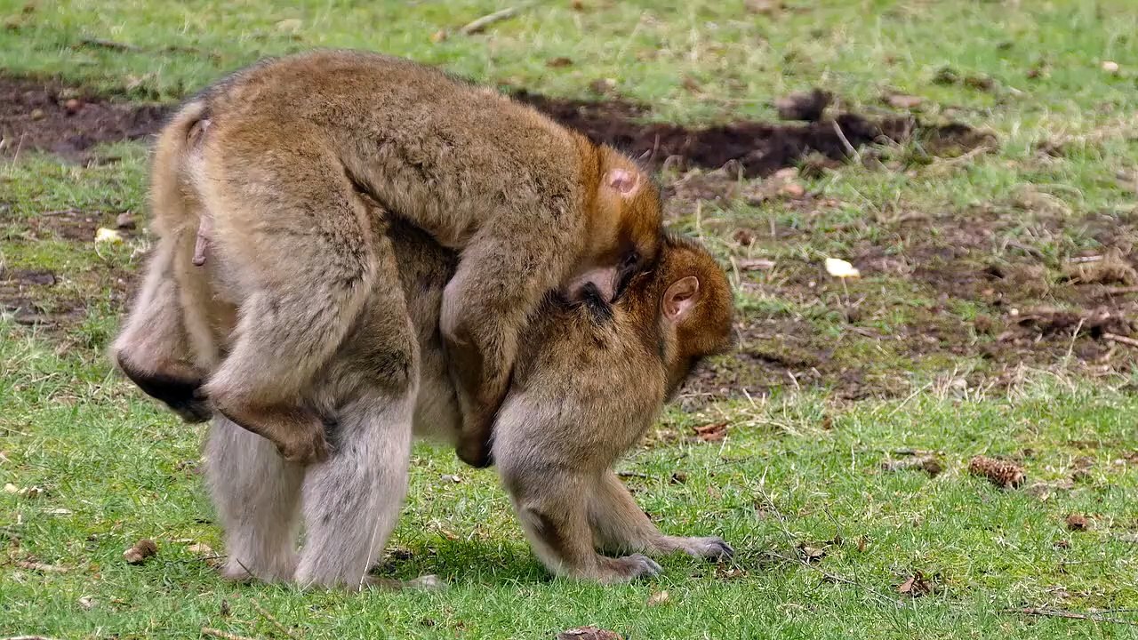 "Monkey" can be a title for various works, such as books, movies, or songs. It can also be used metaphorically to refer to playful or mischievous behavior. Could you specify what kind of title you're referring to?