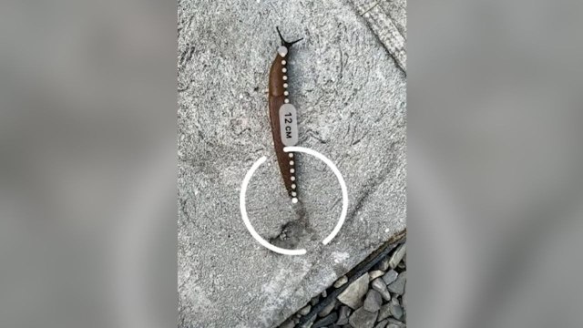 Esta es la rojiza especie invasora española que está causando estragos en el resto de Europa