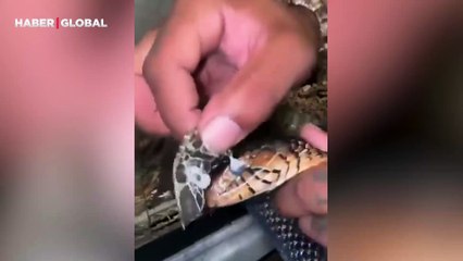 Yılanın derisini kağıt gibi soyduğu anları kaydetti: "Yenilendikçe keyif aldı"