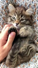 Funny Cat relaxing movement