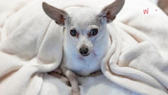 Cojo y sin dientes: así encuentra a su perrito Gizmo que se había escapado hace 10 años