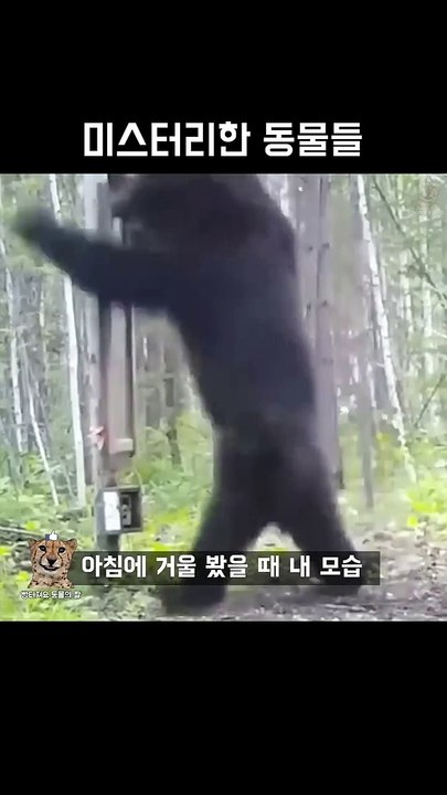 미스터리한 동물들