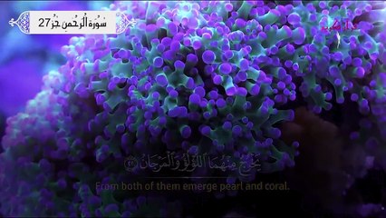 Surah Rahman - سورۃ الرحمن