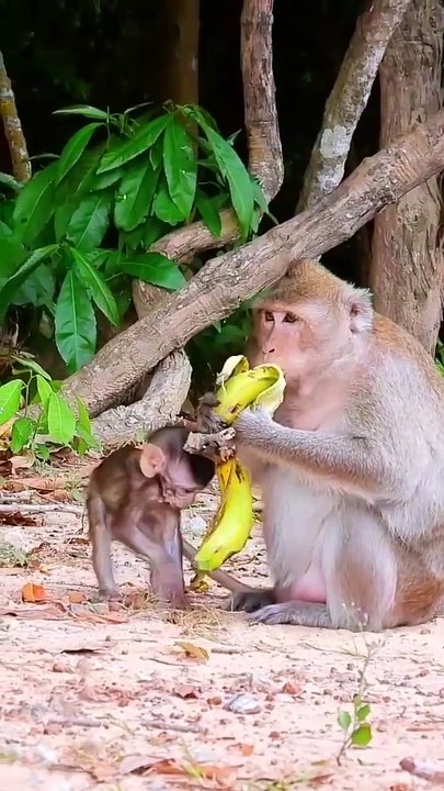 Sweet Banana Eating Full Today