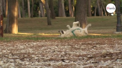 Ils voient un chien devant un centre commercial avec une pancarte, s’approchent et se figent de surprise
