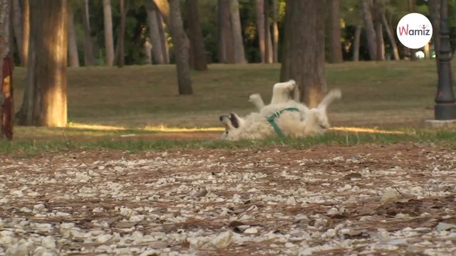 Ils voient un chien devant un centre commercial avec une pancarte, s’approchent et se figent de surprise