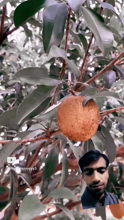 satisfying video about fruit valley (1)