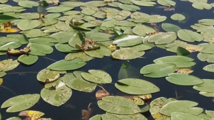 Nilüferler açtı Beyşehir Gölü çiçek bahçesine döndü