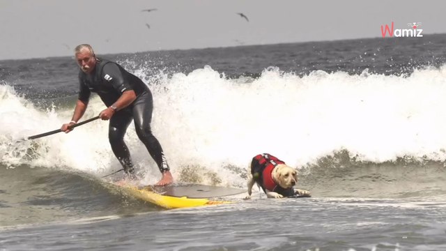 En Californie, un Labrador retriever remporte le prix du « meilleur chien surfeur »