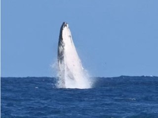 Riesiger Wal taucht bei olympischem Surf-Finale auf
