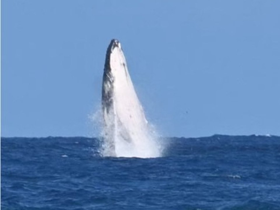 Riesiger Wal taucht bei olympischem Surf-Finale auf