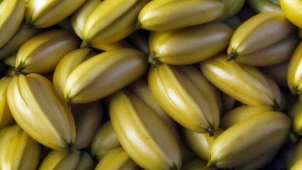 Banana turn into Banana Slug