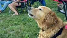 Deze Golden Retriever heeft een bijzonder talent: toeschouwers zijn onder de indruk!