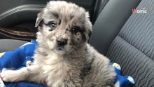 Deze hond, een kruising tussen een Golden Retriever en een Australian Shepherd, wordt unaniem geprezen