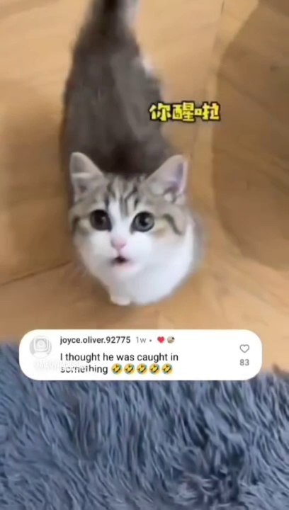 Cat Lovers | Cat Video | Cat Funny Video