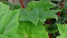 beautiful plant