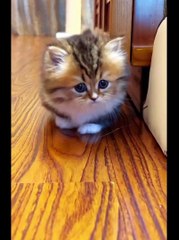 (credit: TT) #cats #catsoftiktok #funnycats #catsvideo #funny #cute #cutecat #catlover #catmom #kitty