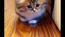 (credit: TT) #cats #catsoftiktok #funnycats #catsvideo #funny #cute #cutecat #catlover #catmom #kitty