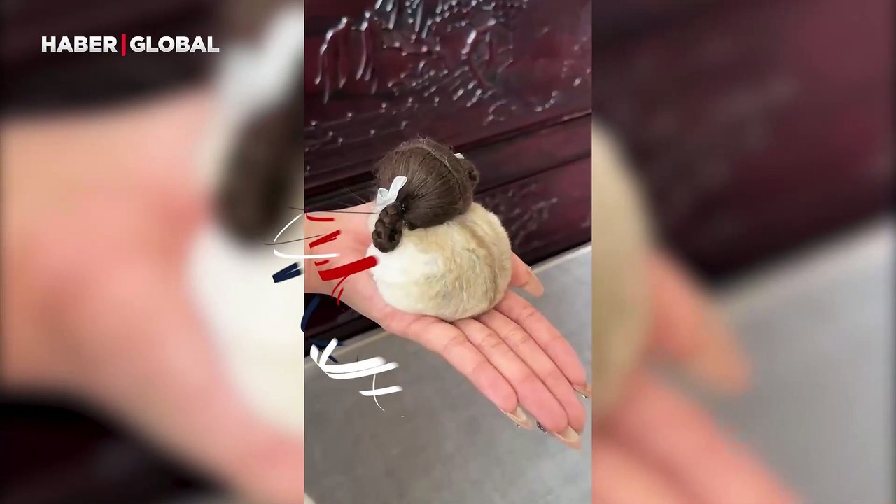 Hamster saç kompleksine kapılınca çareyi perukta buldu: Sosyal medyayı sallayan görüntüler
