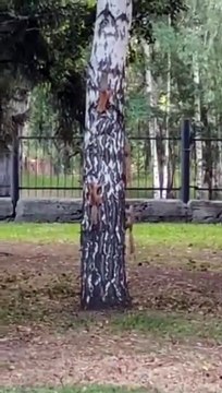 Ces écureuils ont trouvé un drôle de jeu