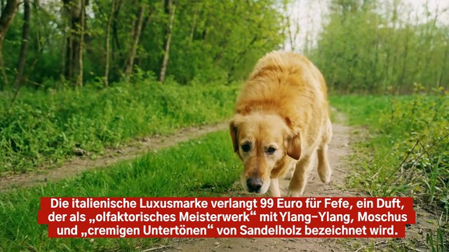 Dolce Gabbana bringt Luxus-Hundeparfüm Fefe auf den Markt