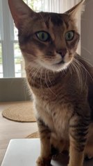 Cat Tries to Attack Owner