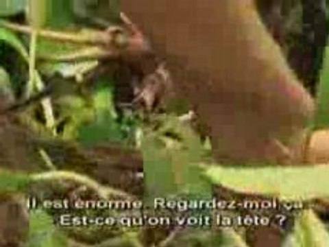 Serpents géants 1 de 3