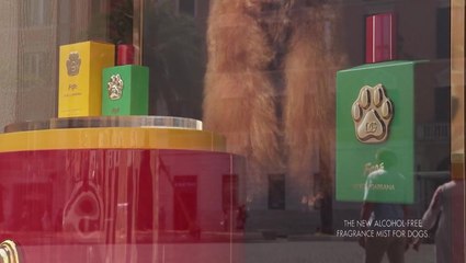 Vet voices concerns as Dolce and Gabbana launches bizarre dog perfume